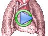 Human Body Respiratory System Video